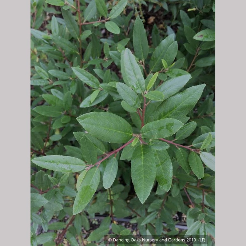 Frangula californica ‘Mound San Bruno’	(syn. Rhamnus), California Coffeeberry