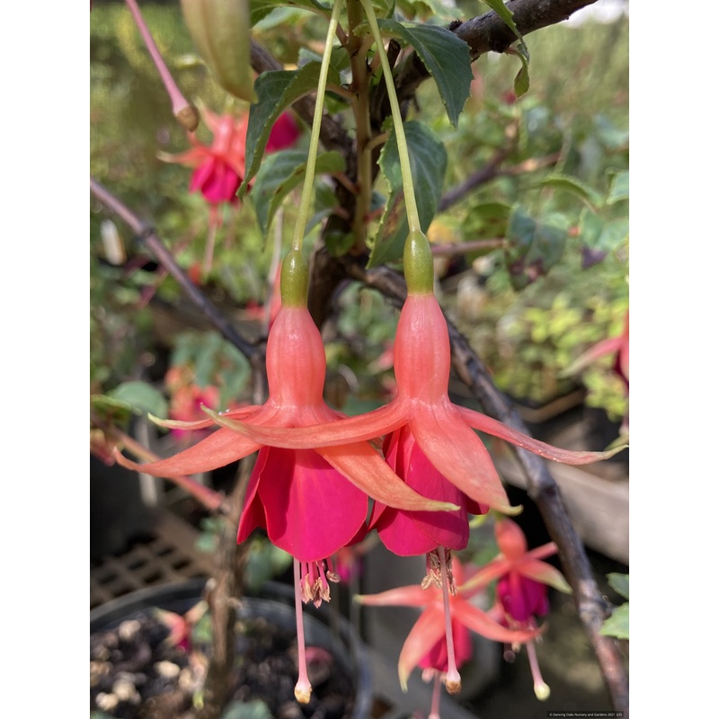 Fuchsia ‘Thomasina’, Hardy Fuchsia