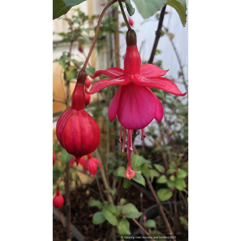 Fuchsia ‘Voltaire’, Hardy Fuchsia
