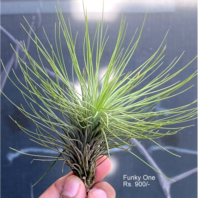 Funky one Air Plants|per plant