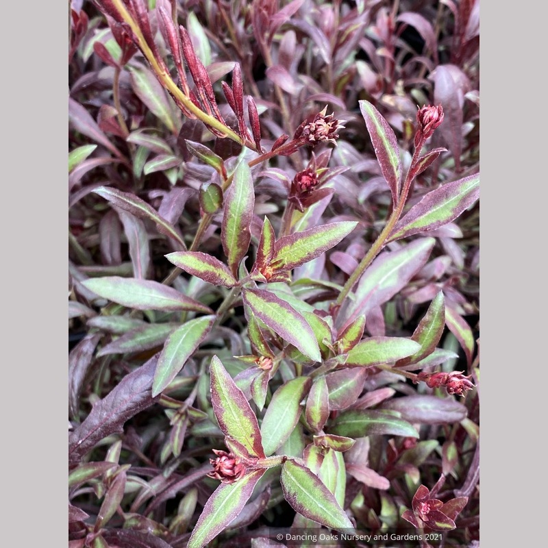Gaura lindheimeri ‘Striking Oil’, Wand Flower