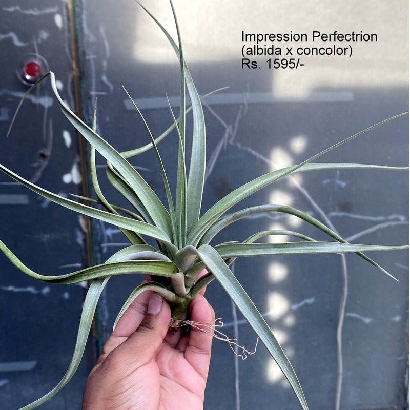Impression Perfectrion (albida x concolor) Air plants