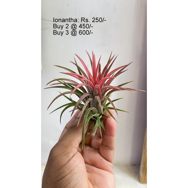 Ionantha|1 plant