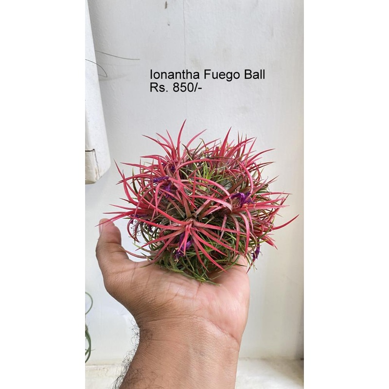 Ionantha Fuego ball Air Plants