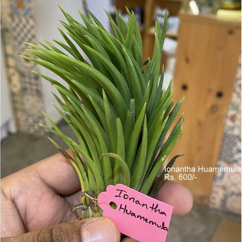 Ionantha huamemula Air plant|per plant