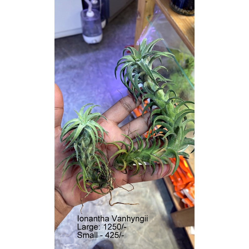 Ionantha Vanhyngii large Air plant