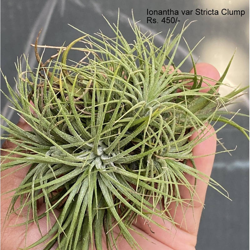 Ionantha var Stricta clump|per plant