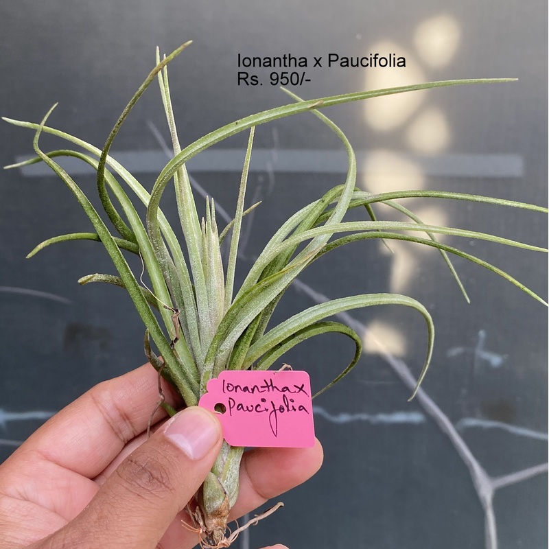 Ionantha x Paucifolia|per plant