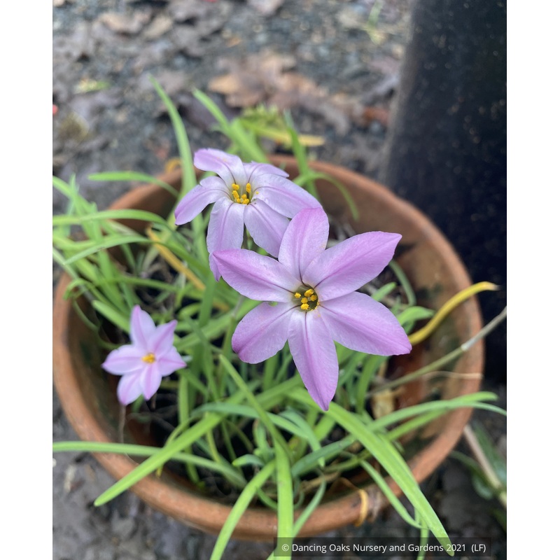 Ipheion (syn. Tristagma) uniflorum ‘Charlotte Bishop’, Star Flower