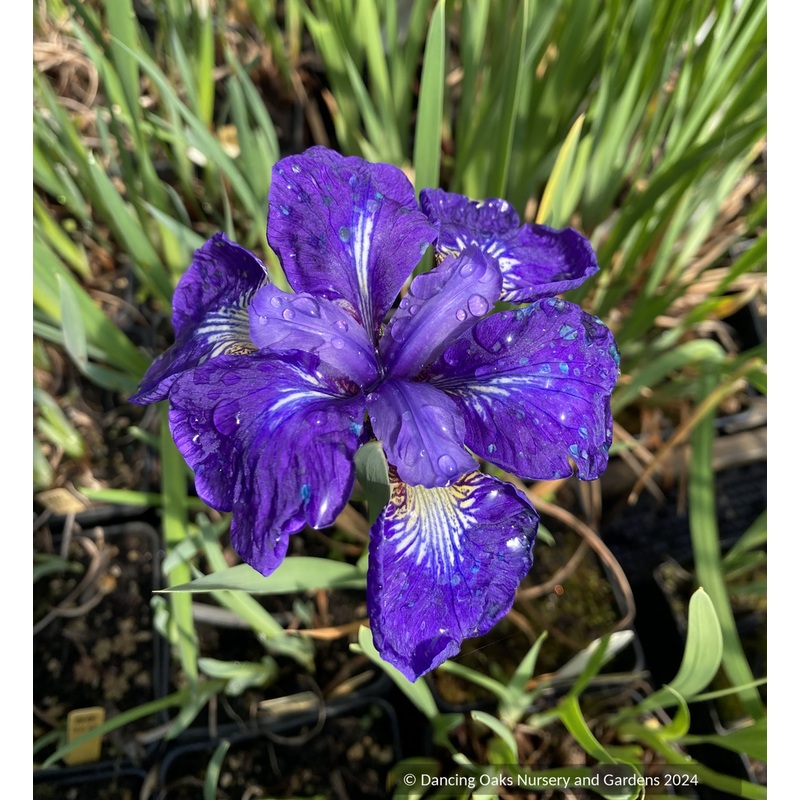 Iris siberica ‘I See Stars’, Siberian Iris