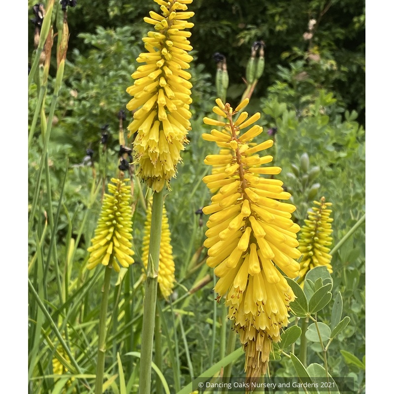 Kniphofia ‘Sunningdale Yellow’, Torch Lily