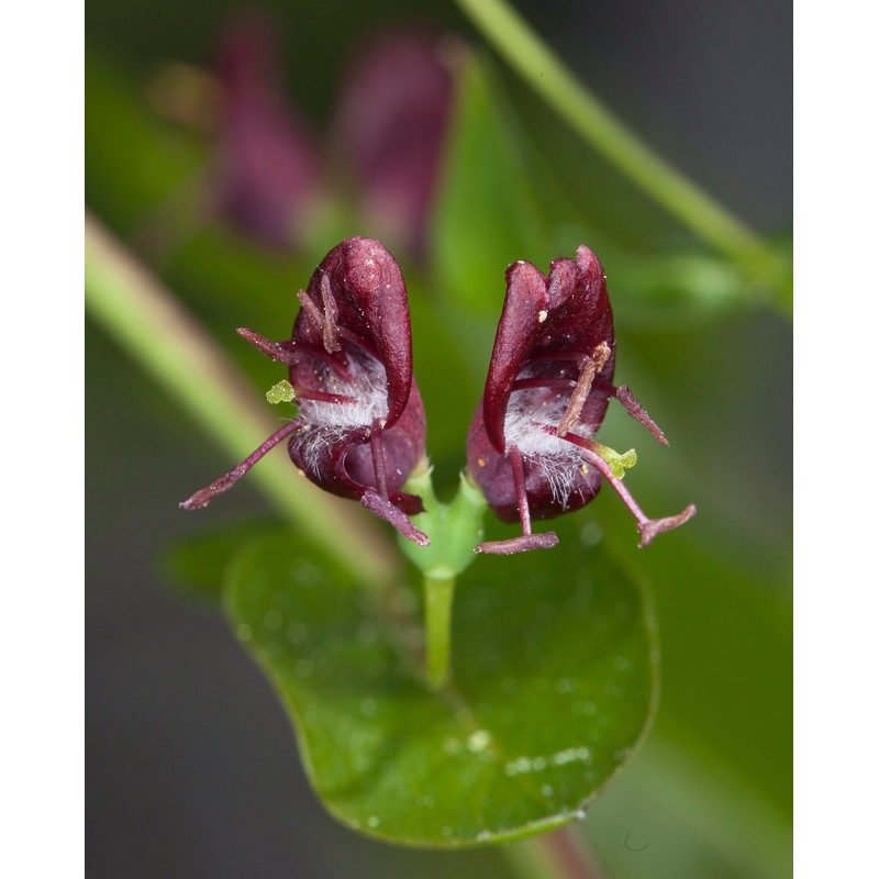 Lonicera conjugialis, Double-flowered Honeysuckle