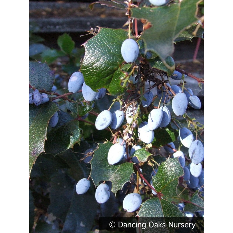 Mahonia aquifolium, Oregon Grape or Grapeholly