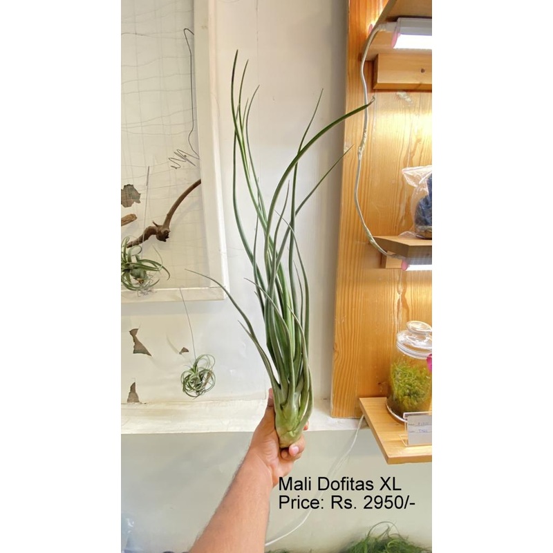 Mali dofitas|per plant