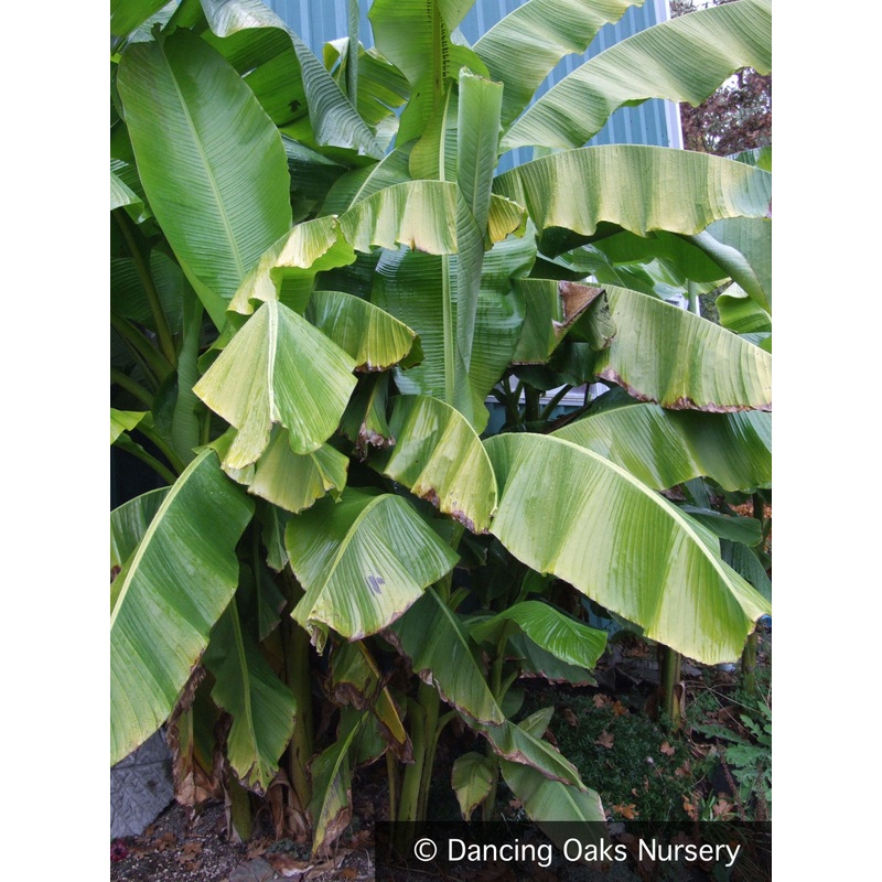 Musa basjoo, Hardy Banana|3 gal, 1-2 ft; no shipping|5 gal, 1-2 ft; no shipping|10 gal, 2-3 ft; no shipping|10 gal, 3-4 ft; no shipping