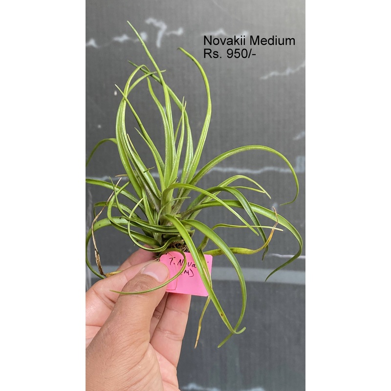 Novakii Medium Air plants|per plant