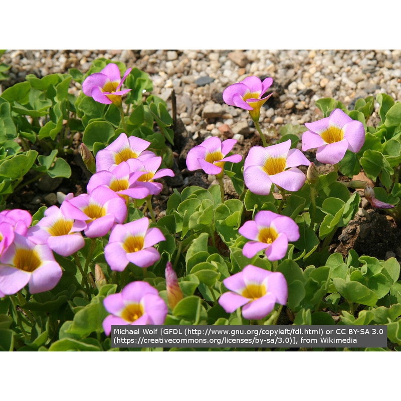 Oxalis depressa (syn. inops), Wood Sorrel