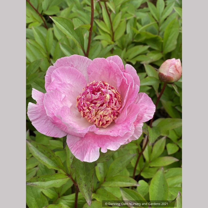 Paeonia lactiflora ‘Do Tell’, Garden Peony