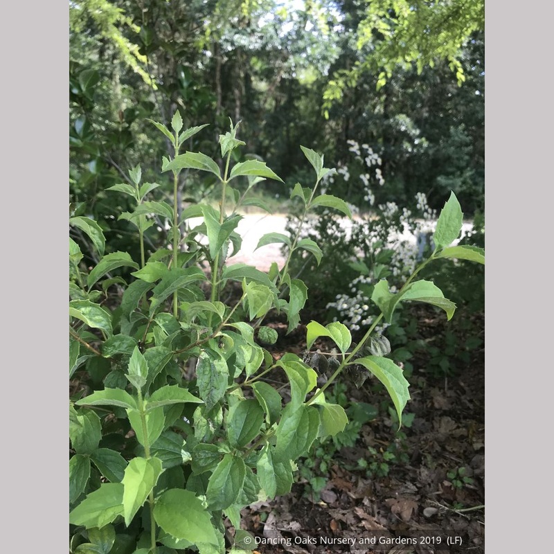 Philadelphus ‘Avalanche’, Mock Orange
