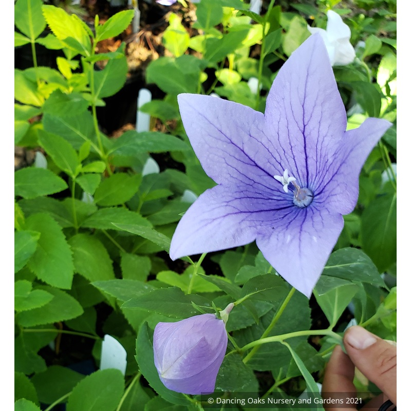 Platycodon grandiflorus ‘Mixed Hybrids’, Balloon Flower