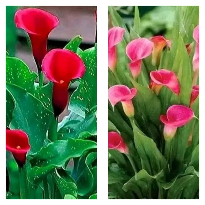set of 2 calla lily bulb