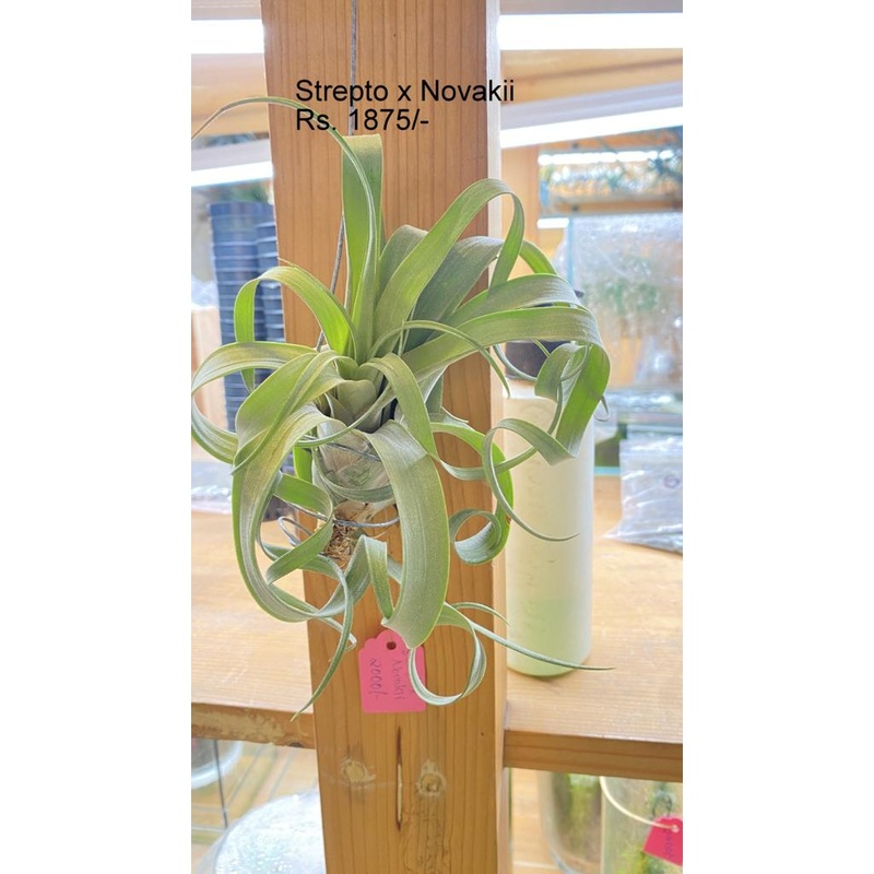 Strepto x Novakii Air plants|per plant