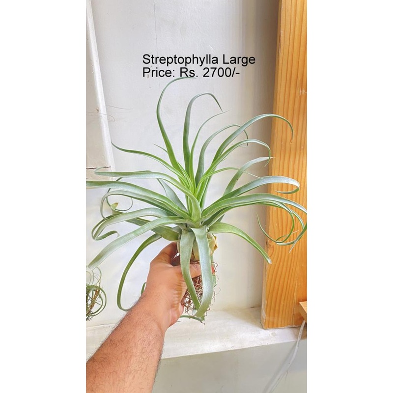 Streptophylla Large|per plant