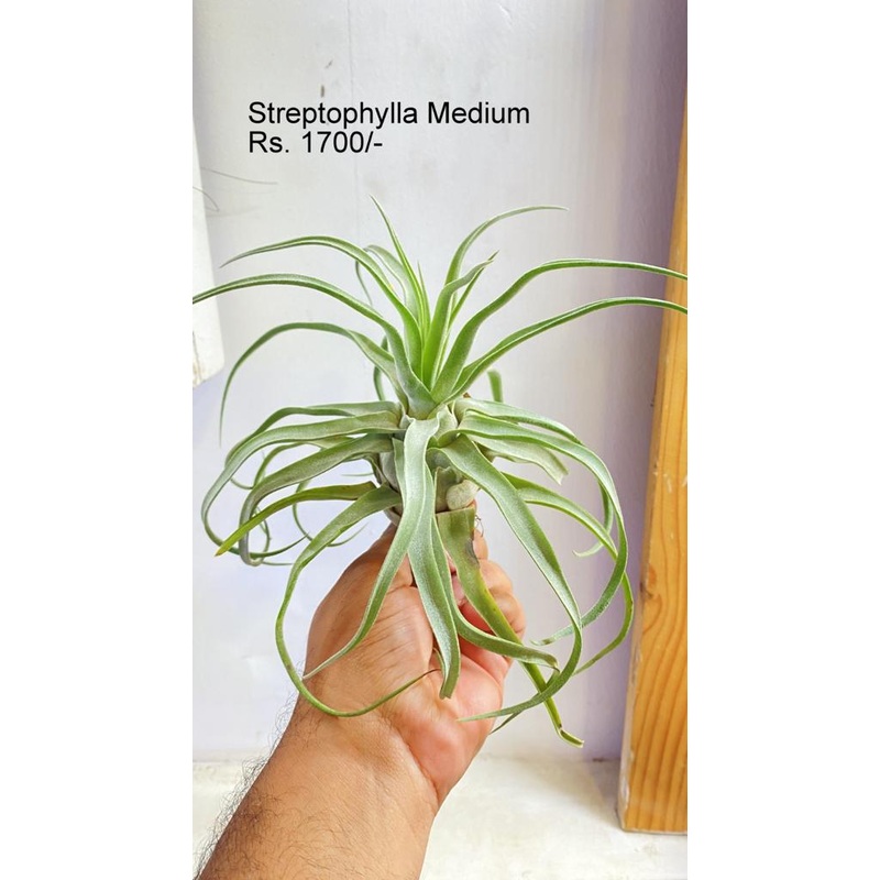 Streptophylla Medium Air Plants