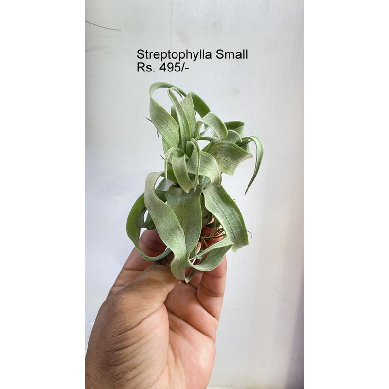 Streptophylla small|per plant