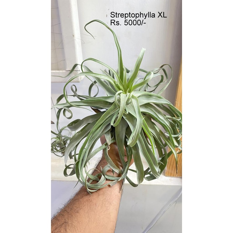 Streptophylla XL|per plant