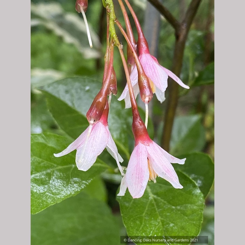 Styrax japonicus ‘Pink Trinket’, Dwarf Japanese Snowbell Shrub