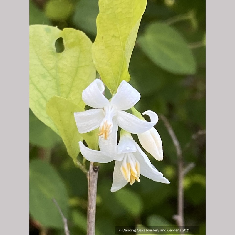 Styrax wilsonii, Wilson’s Snowbell