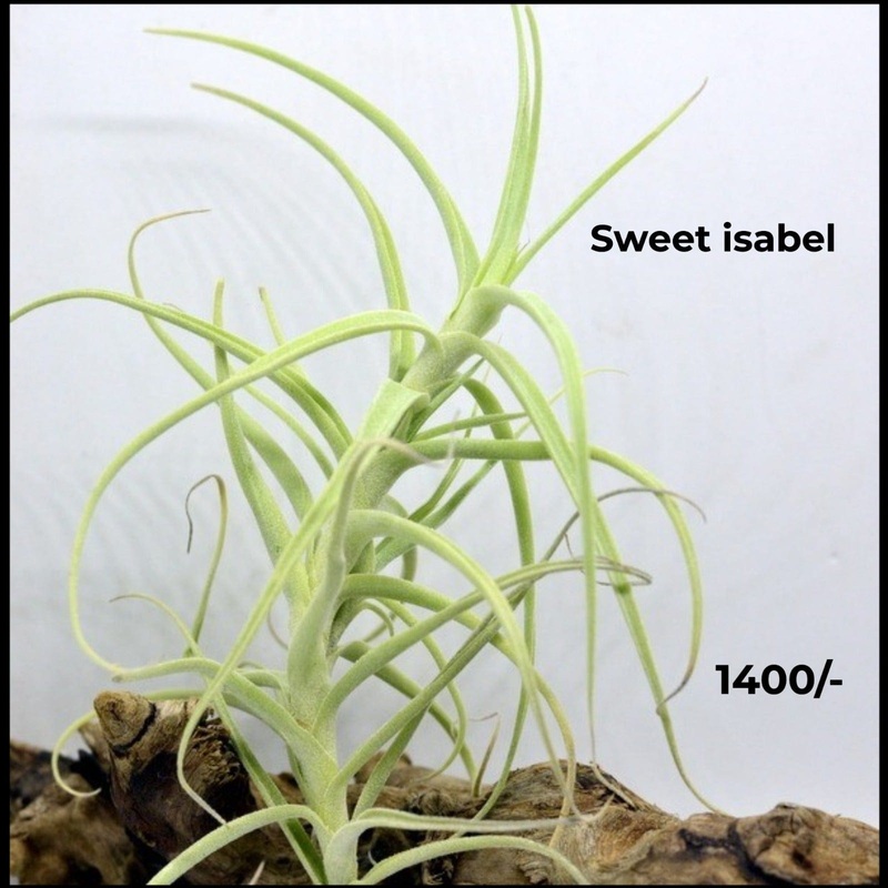 Sweet Isabel (tectorum x paleacea)