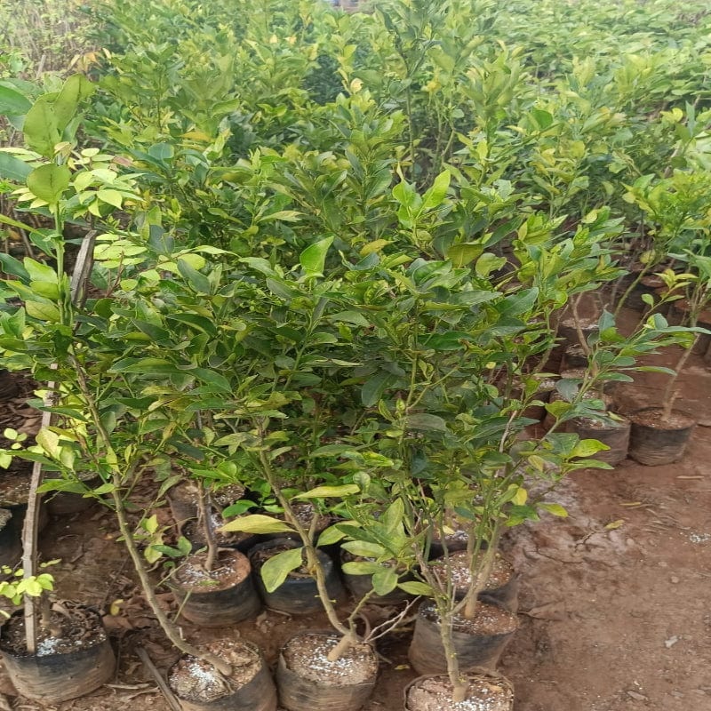 Sweet Lemon Fruit Plant (M)-2.5 to 3 ft
