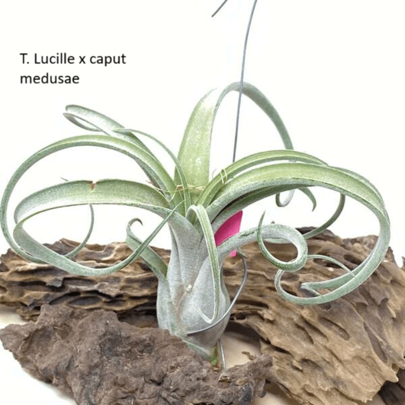 T. Lucille x caput medusae Air Plants