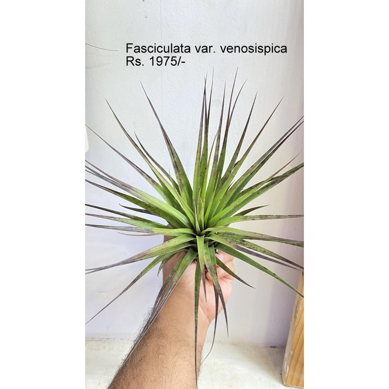 Tillandsia fasciculata var. venosispica air plants