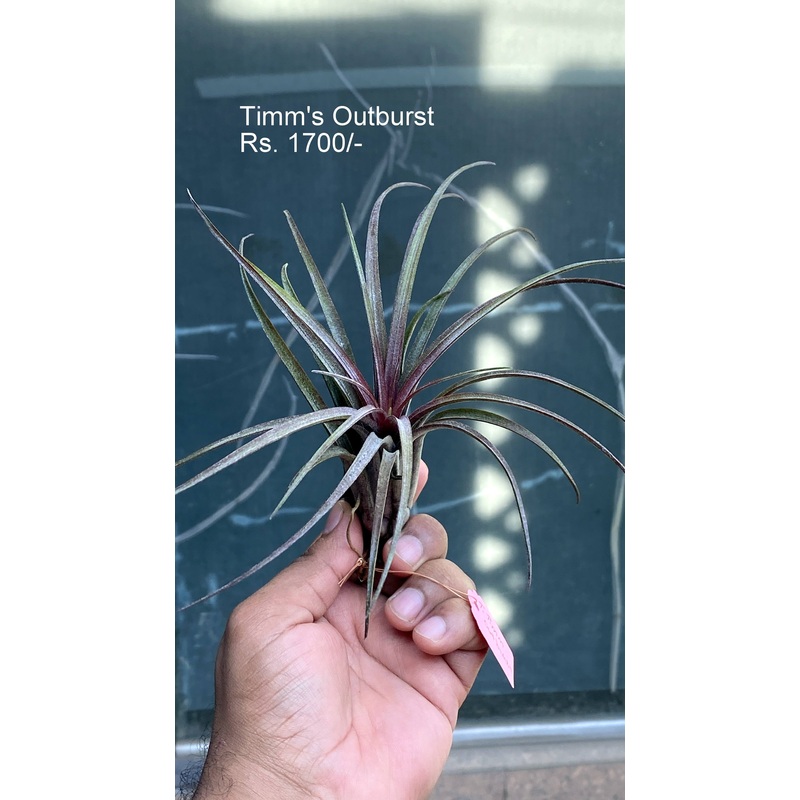 Timm’s Outburst Air Plants|per plant