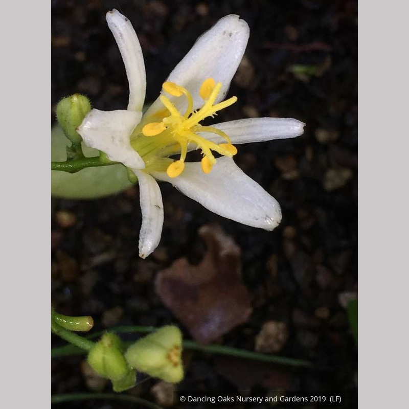 Tricyrtis ‘Shuugetsu’, Toad Lily