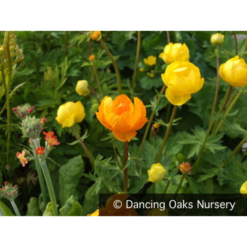 Trollius cultorum  ‘Orange Crest’, Globeflower
