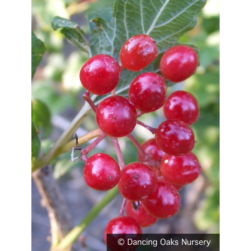 Viburnum opulus ‘Compactum’, European Cranberry Bush