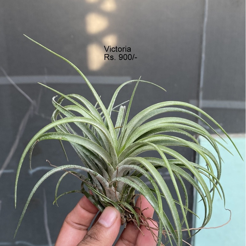 Victoria Air Plants|per plant