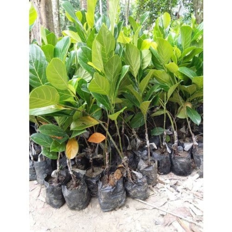 Vietnam Jackfruit Plant (All Season)