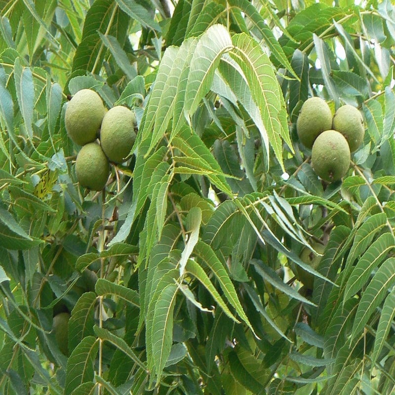Walnut Fruit Plant (M)-2.5 to 3 ft