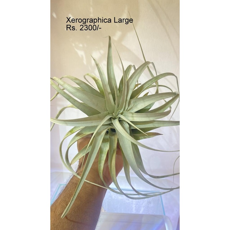 Xerographica Large|per plant