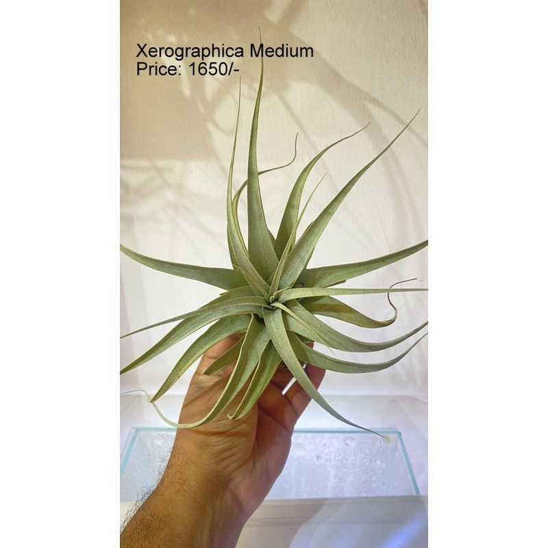 Xerographica medium|per plant
