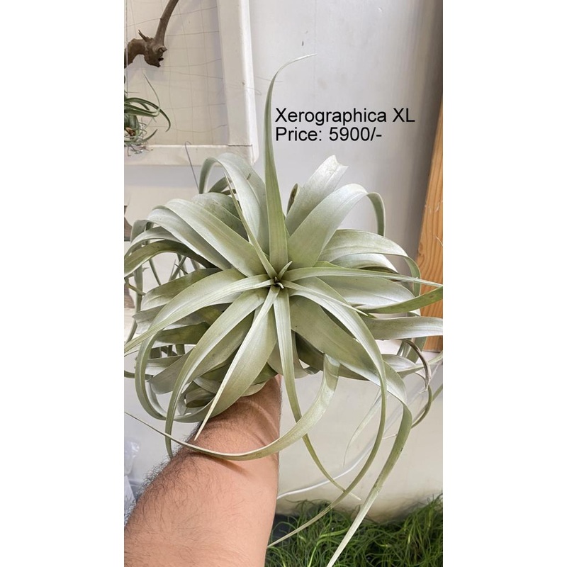 Xerographica XL|per plant