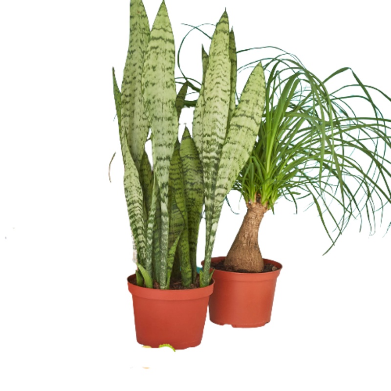 2 – 6 Indoor Plants Premium Subscription box