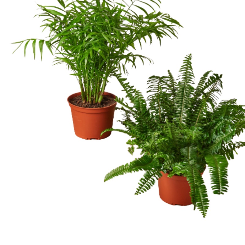 2 – 6 Pet-Friendly Plants Premium Subscription box