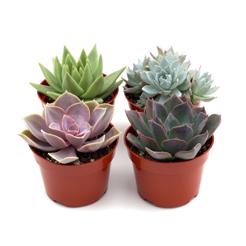2 Succulent Variety Packs|1 Pack|3 Pack|5 Pack