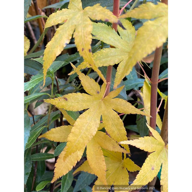 Acer palmatum ‘Japanese Sunrise’, Japanese Maple